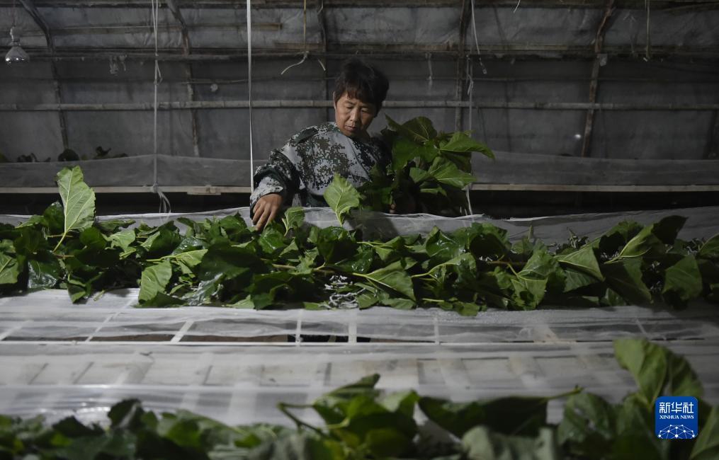 大赢家游戏官网